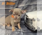 Small #6 Chihuahua
