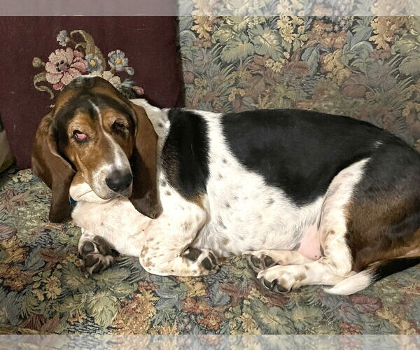 Medium Photo #2 Basset Hound Puppy For Sale in Deepwater, NJ, USA