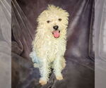 Small #1 Poodle (Toy) Mix