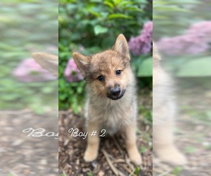 Finnish Spitz-Keeshond Mix Puppy for sale in MONCLOVA, OH, USA