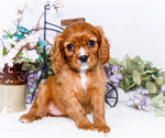 Puppy Heidi Cavalier King Charles Spaniel