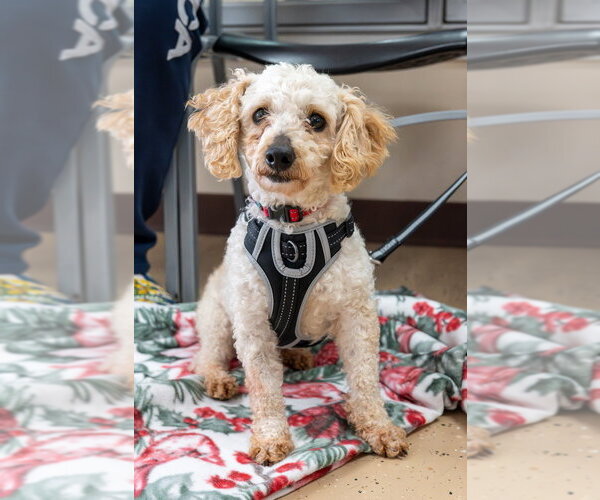 Medium Photo #6 Poodle (Miniature) Puppy For Sale in Mundelein, IL, USA