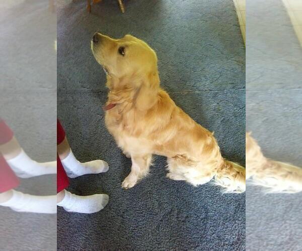 Medium Photo #1 Golden Retriever Puppy For Sale in CARTHAGE, NY, USA