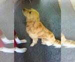 Small Photo #1 Golden Retriever Puppy For Sale in CARTHAGE, NY, USA