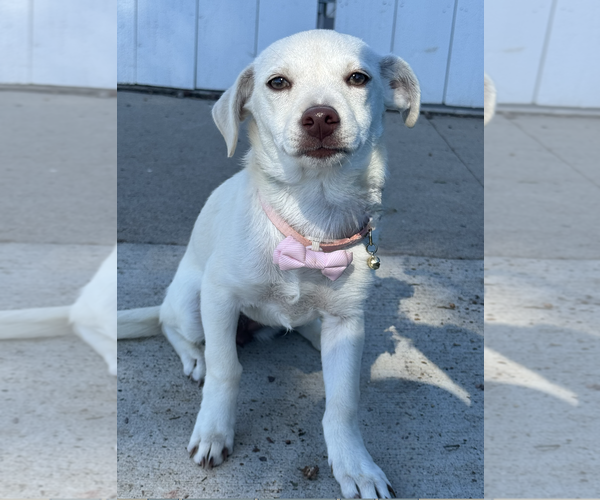 Medium Photo #1 Chihuahua-Labrador Retriever Mix Puppy For Sale in Newport Beach, CA, USA