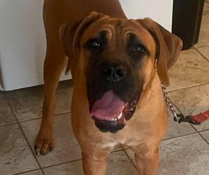 Cane Corso Puppy for sale in WATERBURY, CT, USA