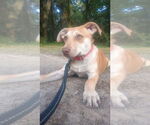 Tildy Star - Female Unknown-Welsh Corgi Mix Dog for Adoption - Small photo