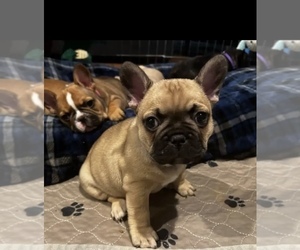 French Bulldog Puppy for sale in LAKE WILDWOOD, CA, USA