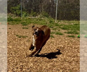 Mutt Dogs for adoption in Sparta, TN, USA