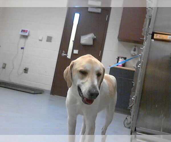 Medium Photo #1 Great Pyrenees-Unknown Mix Puppy For Sale in Fayetteville, NC, USA