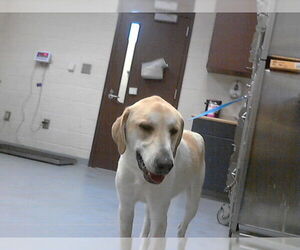 Great Pyrenees-Unknown Mix Dogs for adoption in Fayetteville, NC, USA