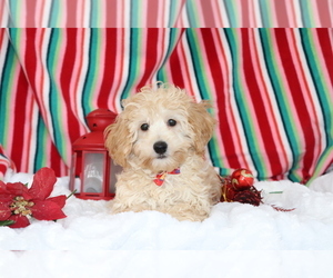 Maltipoo Puppy for sale in SHILOH, OH, USA