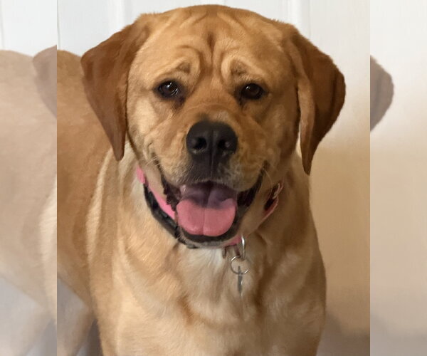 Medium Photo #7 Labrador Retriever-Unknown Mix Puppy For Sale in Garner, NC, USA