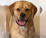 Small #6 Labrador Retriever Mix