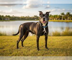 Small #1 American Staffordshire Terrier Mix
