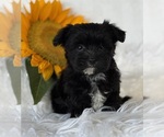 Small #8 Morkie
