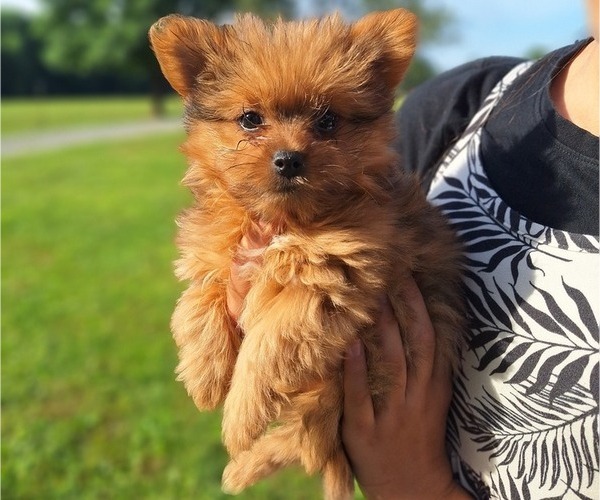Medium Photo #10 Yoranian Puppy For Sale in LEWISBURG, KY, USA