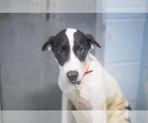 Borador Dogs for adoption in Mountain Home, AR, USA