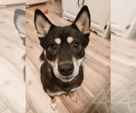 Small #6 Shiba Inu