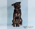 Small Mutt