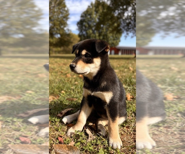 Medium Photo #48 Shiba Inu Puppy For Sale in NEW ATHENS, IL, USA