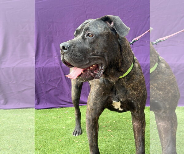 Medium Photo #1 Presa Canario Puppy For Sale in Goodyear, AZ, USA