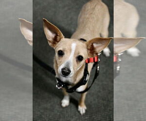 Italian Greyhuahua Dogs for adoption in Wakefield, RI, USA