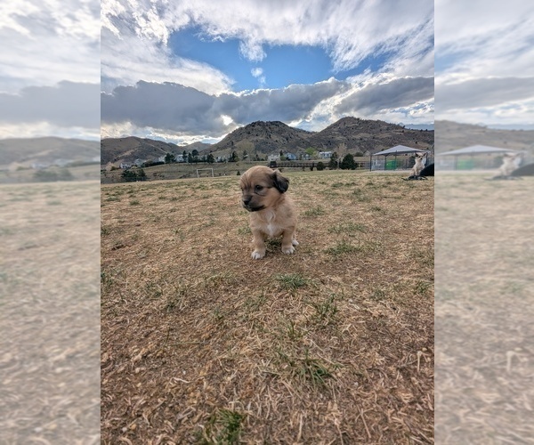 Medium Photo #1 Chi-Poo (Miniature) Puppy For Sale in GOLDEN, CO, USA