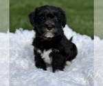 Small Photo #7 Morkie Puppy For Sale in ROCK STREAM, NY, USA