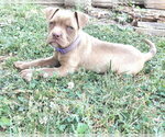 Small #3 Bulldog Mix