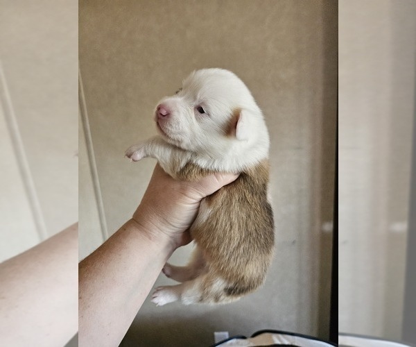 Medium Photo #23 American Corgi Puppy For Sale in NOWATA, OK, USA