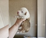 Small Photo #23 American Corgi Puppy For Sale in NOWATA, OK, USA