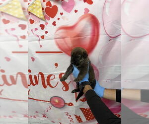 Holland Shepherd-Unknown Mix Dogs for adoption in San Bernardino, CA, USA