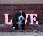 Small Photo #11 Bernedoodle Puppy For Sale in ELMWOOD, IL, USA