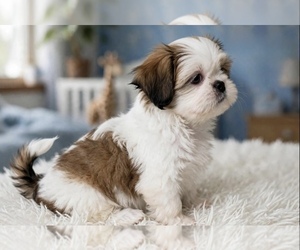Shih Tzu Puppy for sale in ORLANDO, FL, USA