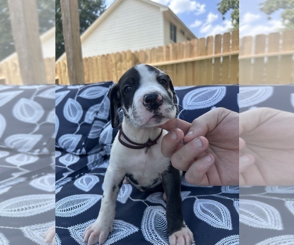 Medium Photo #32 Great Dane Puppy For Sale in WILLIS, TX, USA