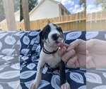 Small Photo #32 Great Dane Puppy For Sale in WILLIS, TX, USA