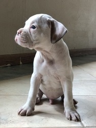 Boxer Puppy for sale in PALMDALE, CA, USA