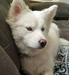 Small Photo #13 Pomsky Puppy For Sale in RAMSEY, MN, USA