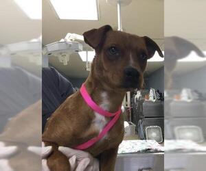 Mutt Dogs for adoption in Riverside, CA, USA