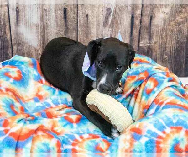 Medium Photo #3 Labrador Retriever-Unknown Mix Puppy For Sale in Kennesaw, GA, USA