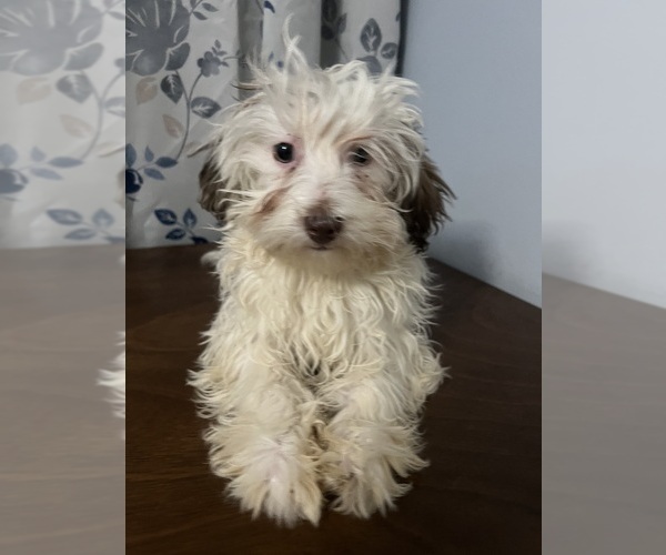 Medium Photo #4 Havanese Puppy For Sale in DURHAM, CT, USA