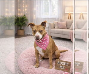 Mutt Dogs for adoption in Euless, TX, USA