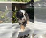 Puppy Lottie Miniature Australian Shepherd