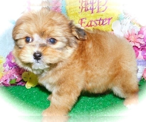 Shiranian-Yorkshire Terrier Mix Puppy for sale in HAMMOND, IN, USA