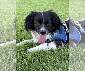 Beowoof - Male Cavalier King Charles Spaniel-English Springer Spaniel Mix Dog for Adoption - Photo #2