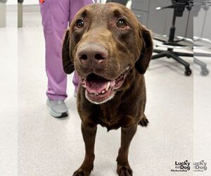 Labrador Retriever-Unknown Mix Dogs for adoption in Washington, DC, USA