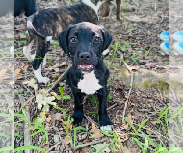 Medium Photo #4 Labrador Retriever-Unknown Mix Puppy For Sale in Claremore, OK, USA