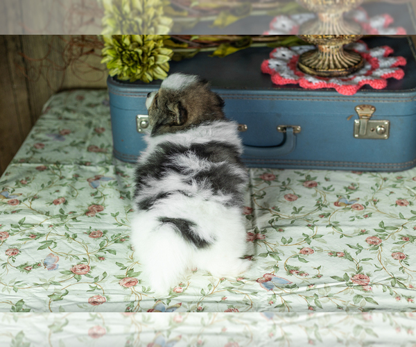 Medium Photo #5 Pomeranian Puppy For Sale in NAPPANEE, IN, USA