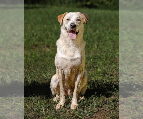 Medium Photo #4 Golden Labrador Puppy For Sale in garner, NC, USA